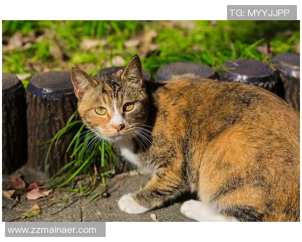 足球明星的猫展现惊人球技成为小球场的明星猫咪 足球明星的猫展现惊人球技成为小球场的明星猫咪